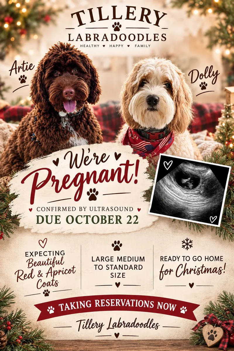 Dolly and Artie are expecting at Tillery Labradoodles โ pregnancy confirmed by ultrasound, Australian Labradoodle litter due October 22, red and apricot coats, large medium to standard size, ready to go home for Christmas.