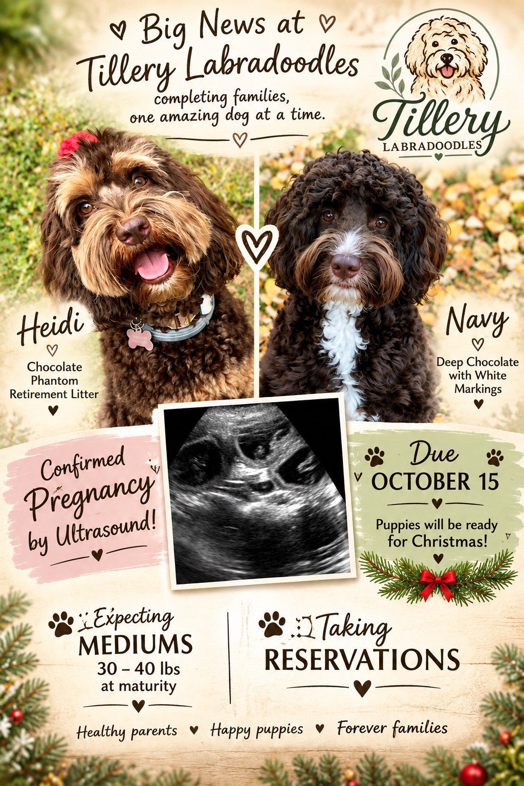 Big news at Tillery Labradoodles โ Heidi, a chocolate phantom Australian Labradoodle, and Navy, deep chocolate with white markings, are expecting. Pregnancy confirmed by ultrasound, litter due October 15.
