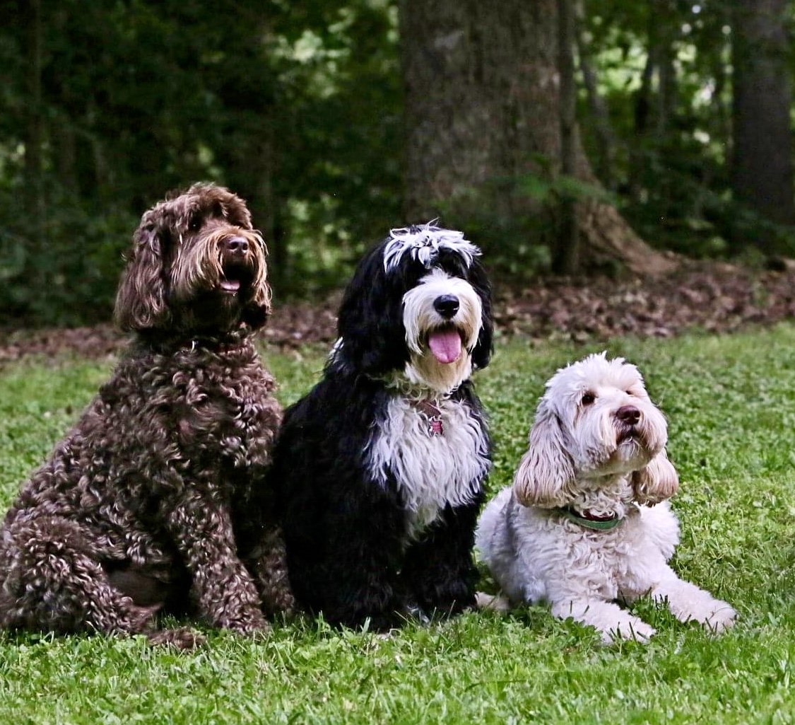 Three adult Australian Labradoodles โ chocolate, cream and cafe โ sitting together at Tillery Labradoodles in Mount Gilead, North Carolina