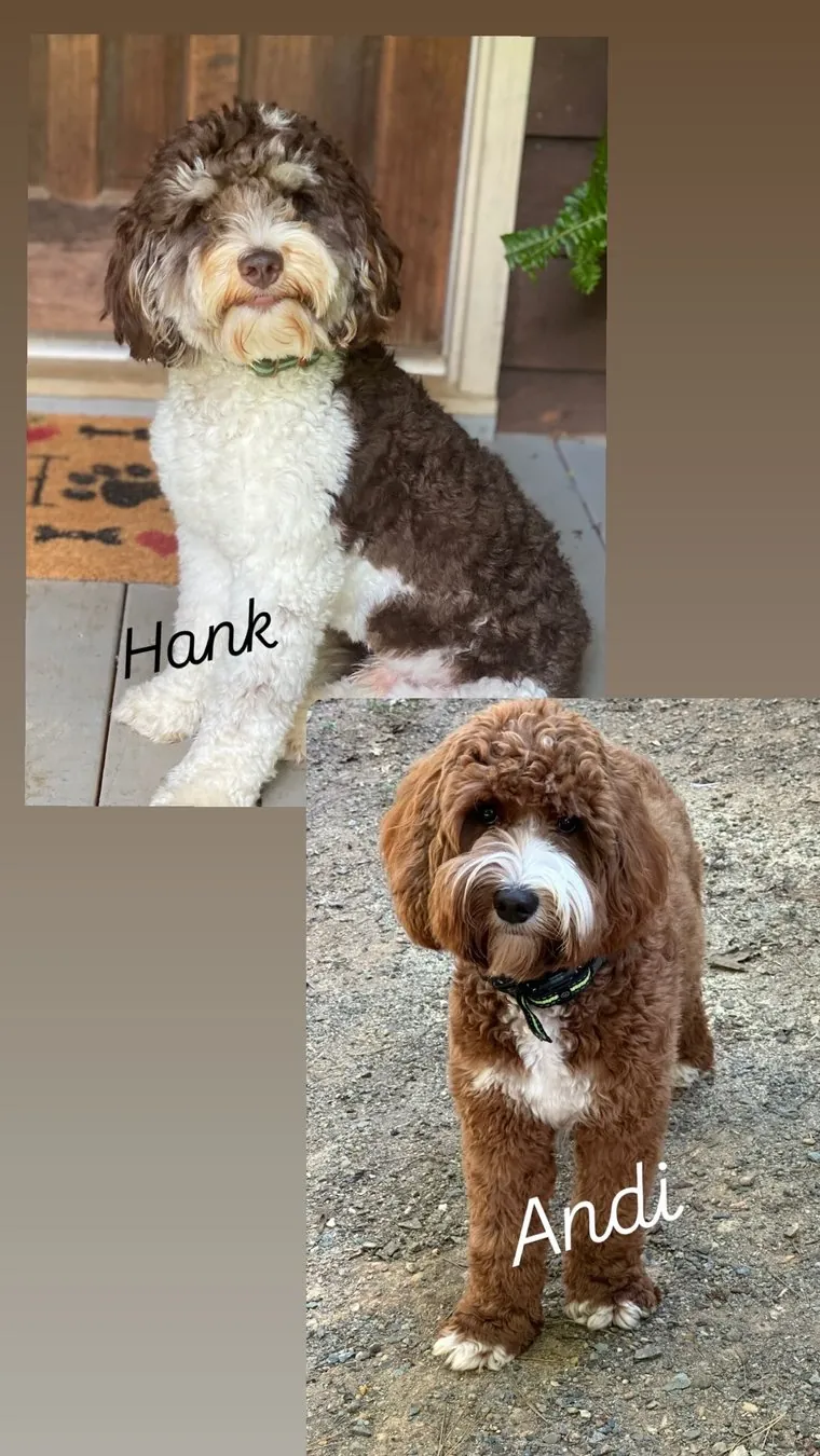 Hank and Andi pairing at Tillery Labradoodles โ Australian Labradoodle litter due November 8