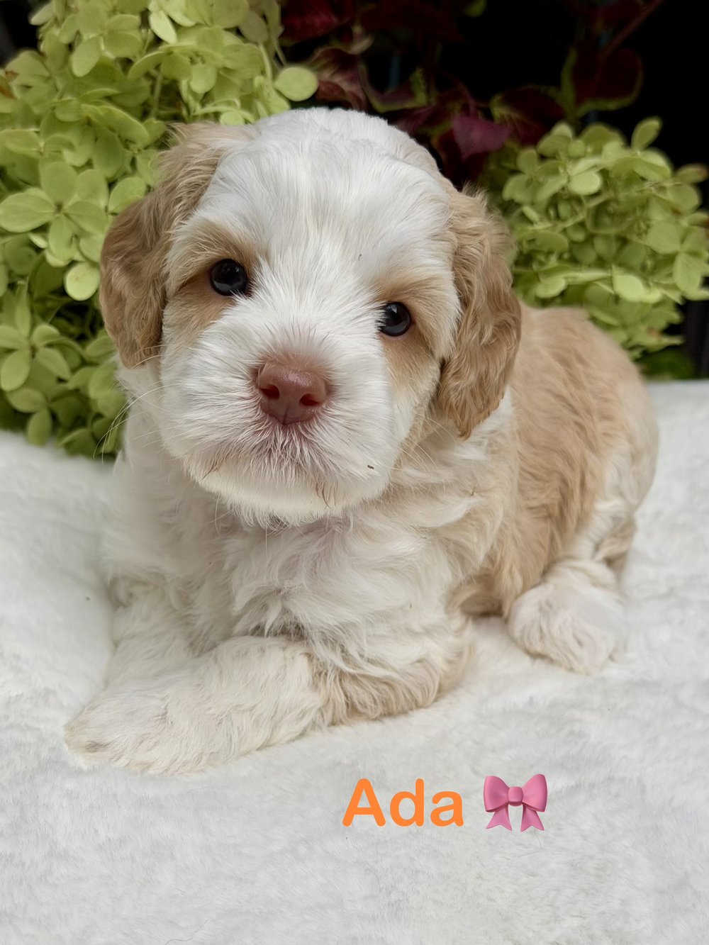 Ada โ cream and apricot Australian Labradoodle puppy from the Opal and Toby litter