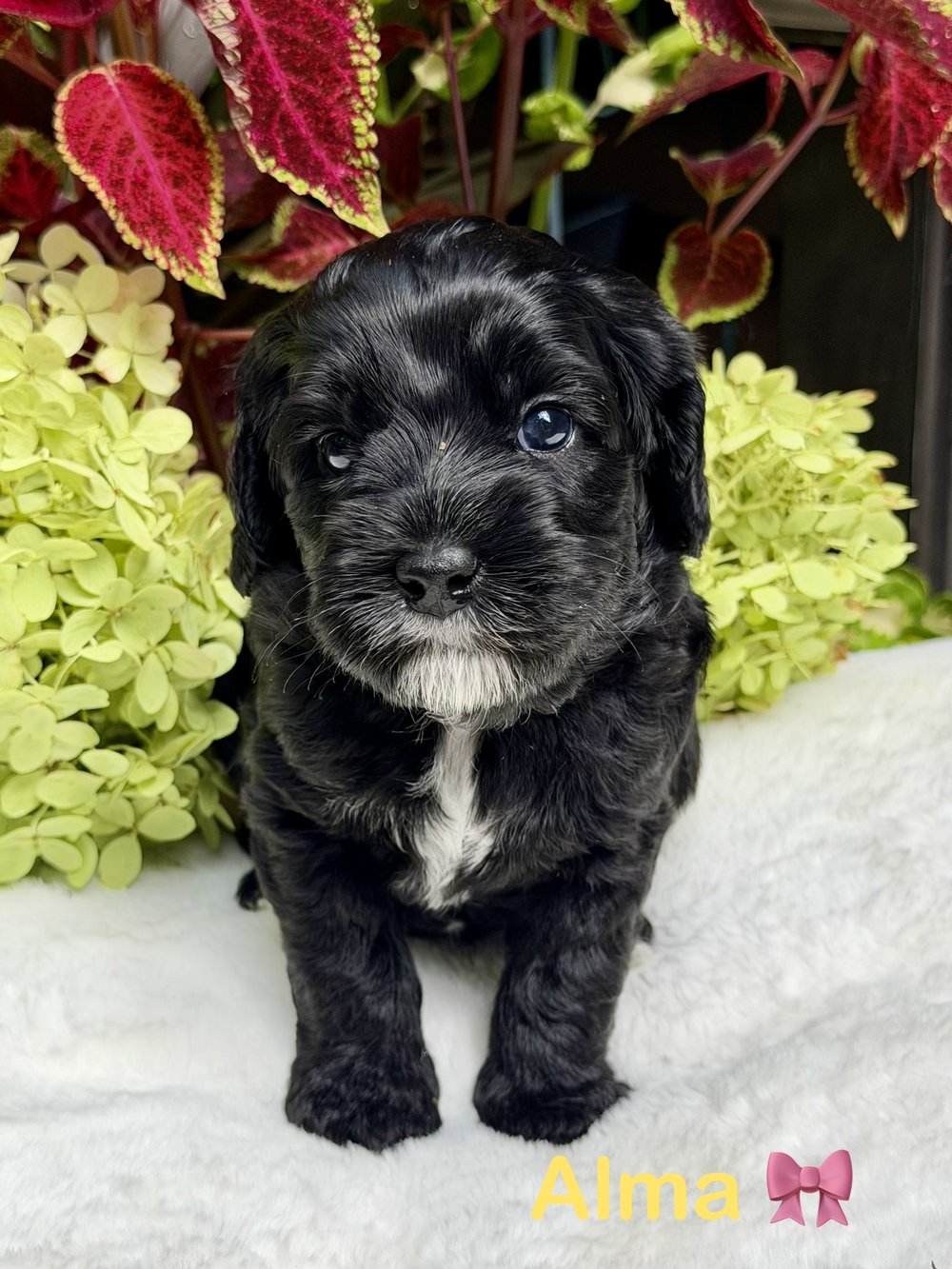 Alma โ black Australian Labradoodle puppy from the Opal and Toby litter