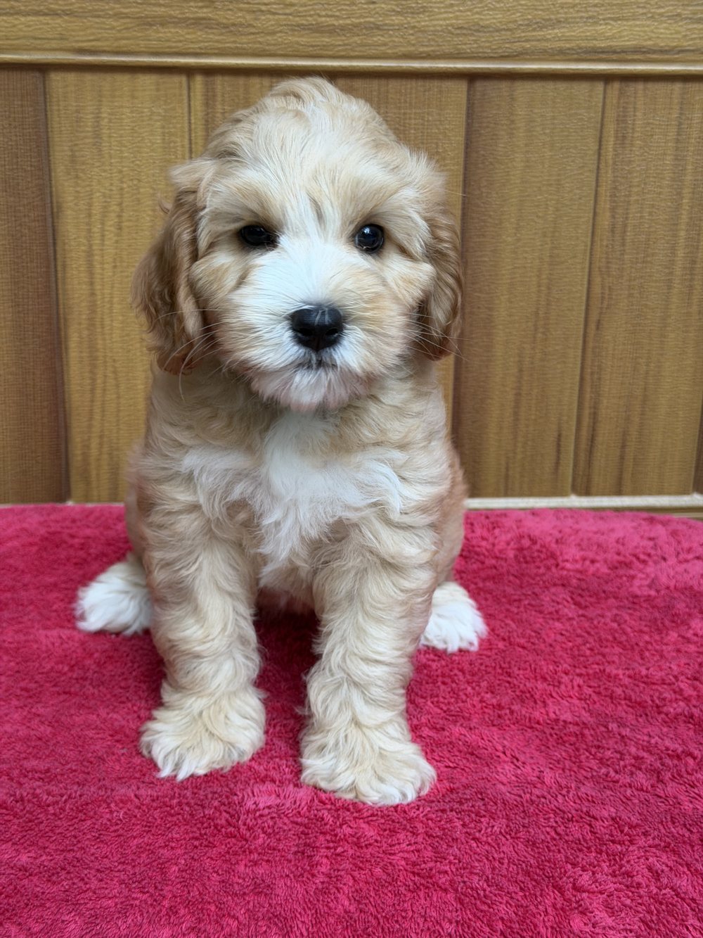 Cora โ mini apricot tuxedo Australian Labradoodle puppy from the Opal and Toby litter