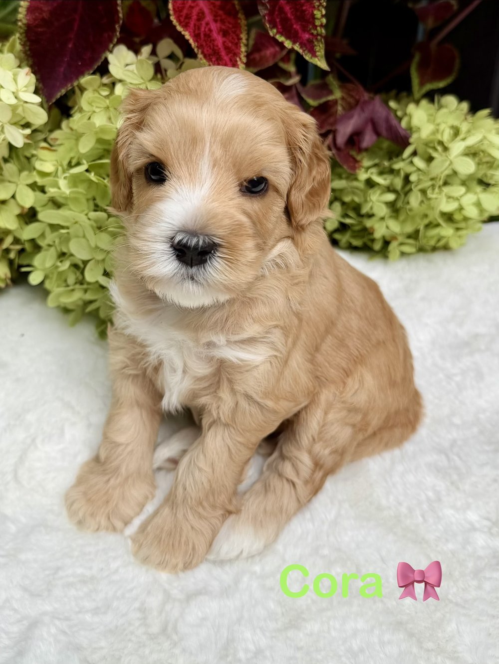 Cora โ caramel Australian Labradoodle puppy from the Opal and Toby litter