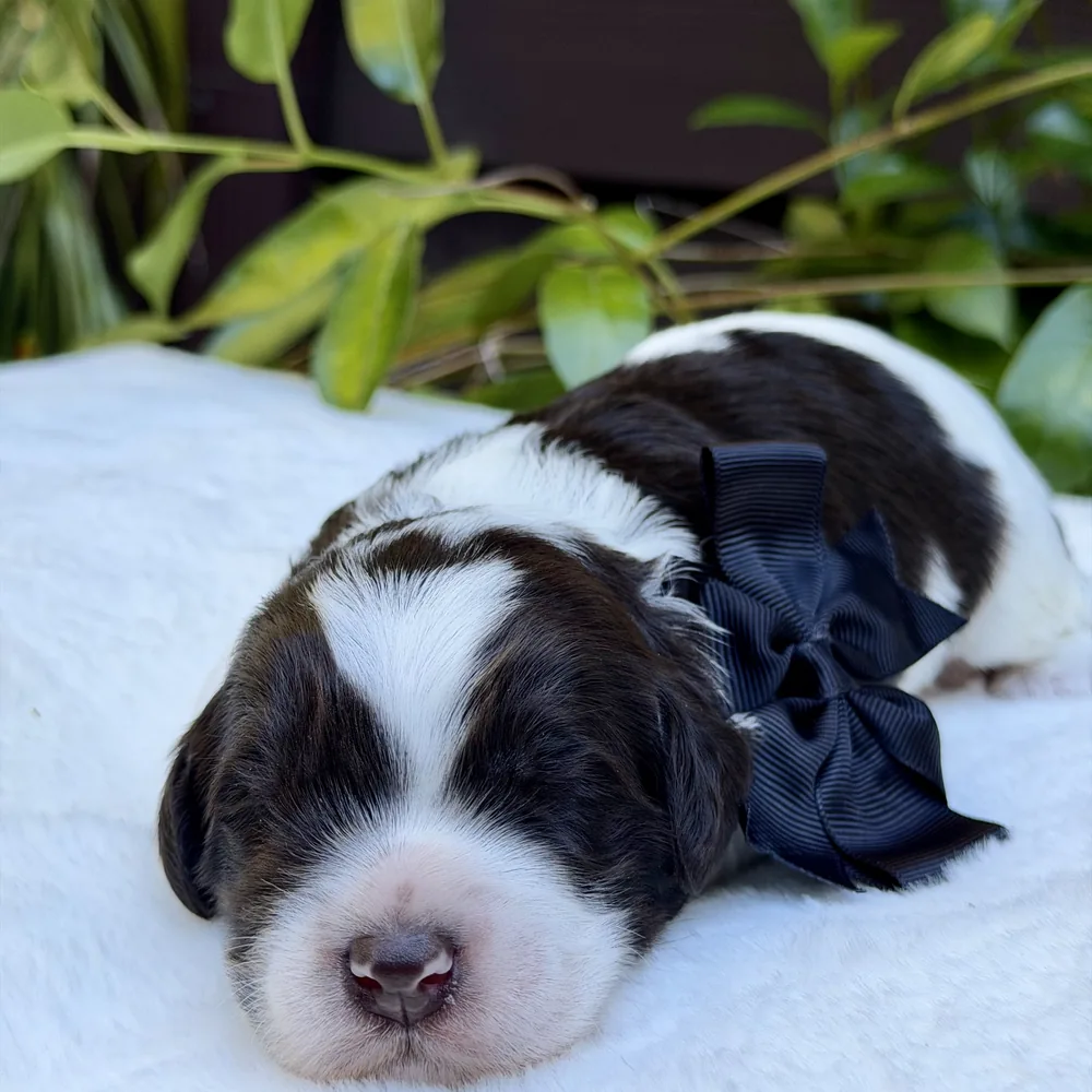 Black Collar — Male Chocolate parti Australian Labradoodle puppy from the Heidi and Navy litter at Tillery Labradoodles, born October 14