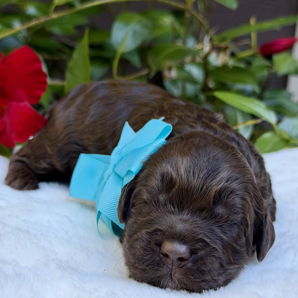 Blue Collar — Male Chocolate Australian Labradoodle puppy from the Heidi and Navy litter at Tillery Labradoodles, born October 14