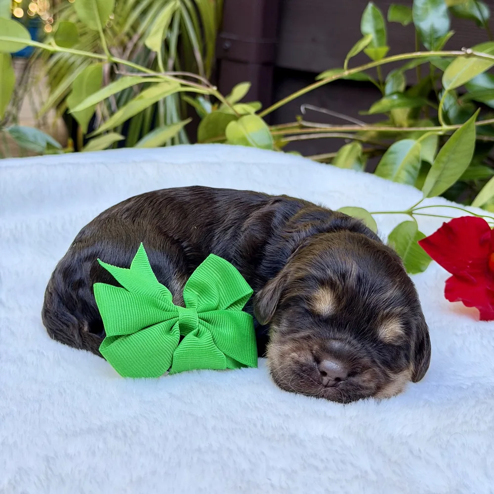 Green Collar — Male Chocolate phantom Australian Labradoodle puppy from the Heidi and Navy litter at Tillery Labradoodles, born October 14
