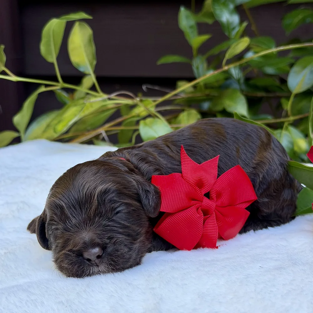Red Collar — Male Chocolate White chest marking Australian Labradoodle puppy from the Heidi and Navy litter at Tillery Labradoodles, born October 14