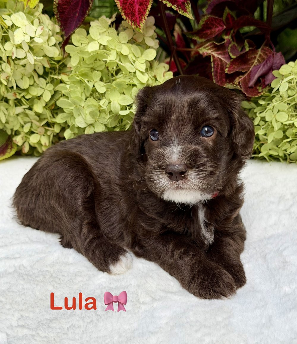 Lula โ chocolate and white Australian Labradoodle puppy from the Opal and Toby litter
