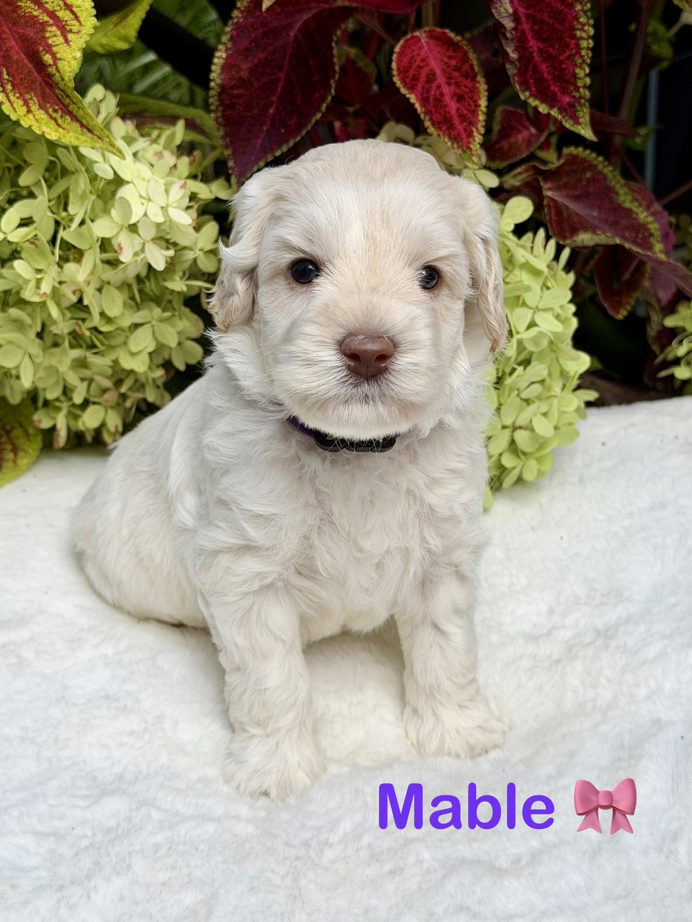 Mabel โ cream Australian Labradoodle puppy from the Opal and Toby litter