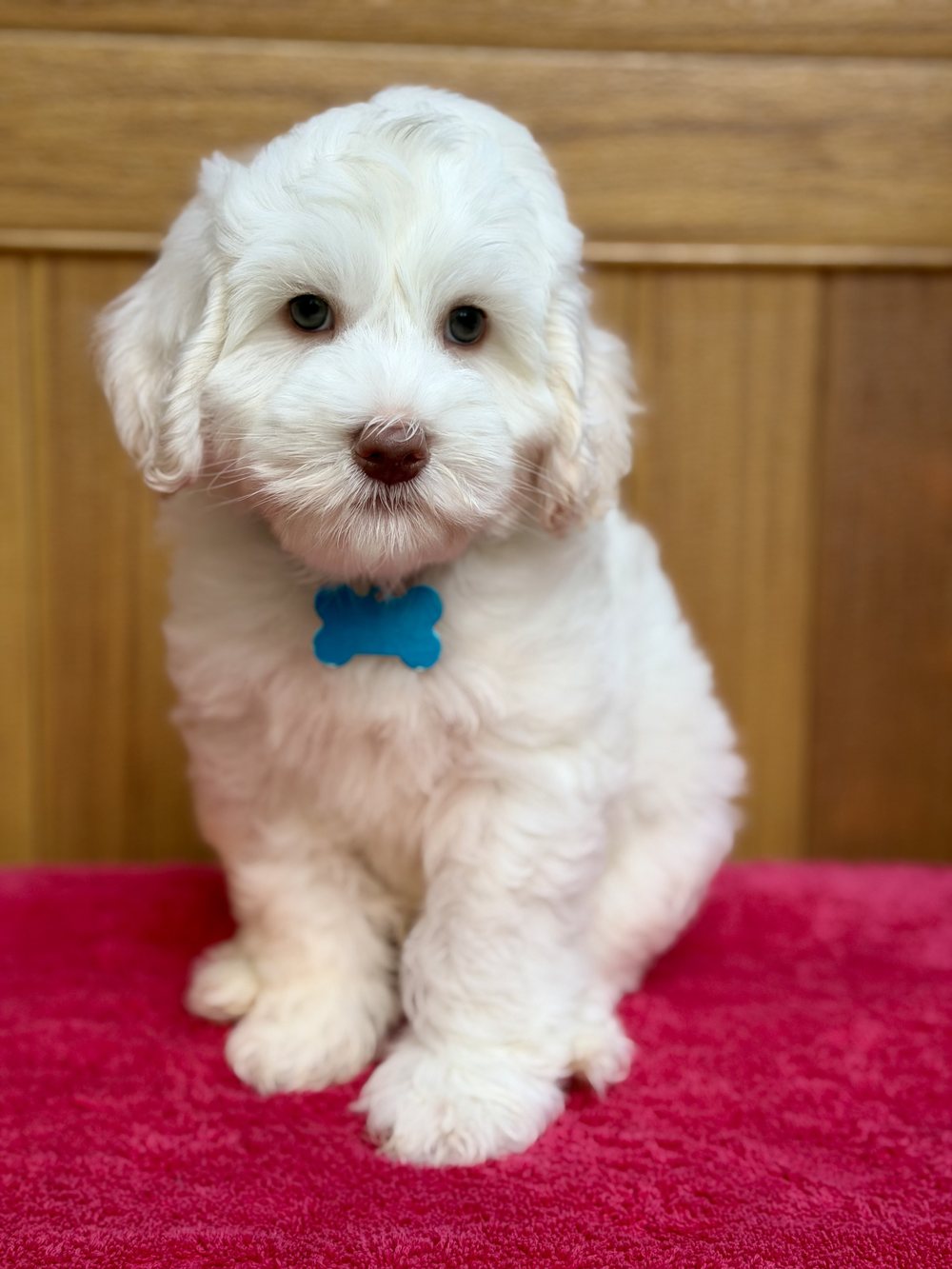 Otto โ small-medium chalk white Australian Labradoodle puppy from the Opal and Toby litter