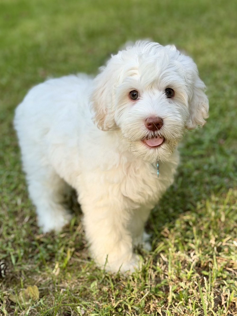Otto โ small-medium chalk white Australian Labradoodle puppy from the Opal and Toby litter