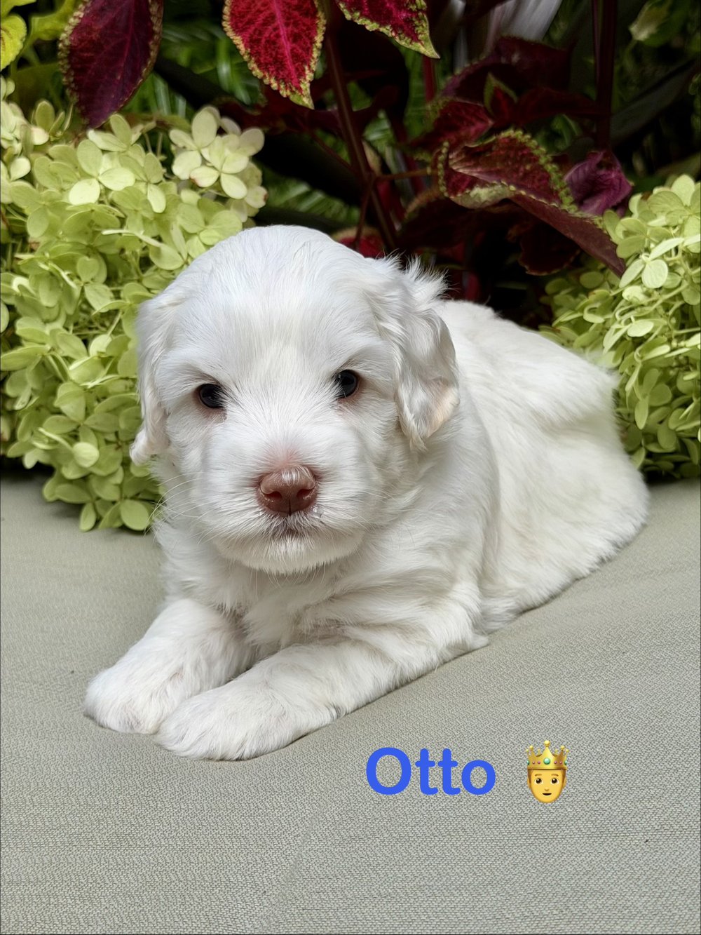 Otto โ cream and white Australian Labradoodle puppy from the Opal and Toby litter