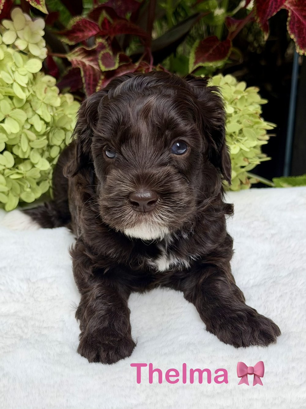 Thelma โ chocolate Australian Labradoodle puppy from the Opal and Toby litter